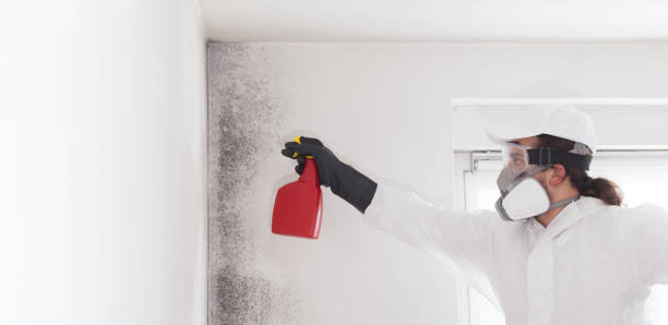 Best Office Mold Removal Services  in Ossun, LA