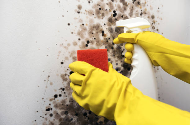 Best Crawl Space Mold Removal  in Ossun, LA