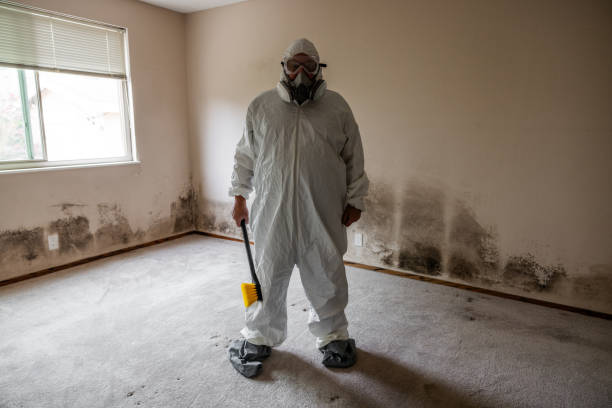 Best Emergency Mold Removal  in Ossun, LA
